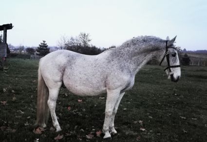 Elad 19 ves lipicai herlt 