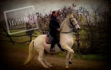 Elad 19 ves lipicai herlt 