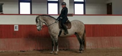 Elad� 13 �ves andal�z her�lt 