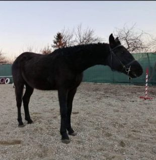 Elad� 11 �ves magyar sportf�lv�r kanca 