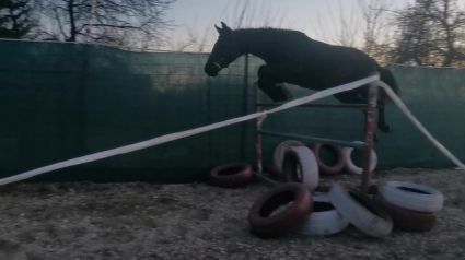 Elad� 11 �ves magyar sportf�lv�r kanca 