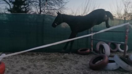 Elad� 11 �ves magyar sportf�lv�r kanca 