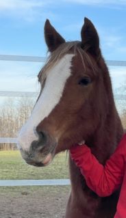 Elad 7 ves welsh pni kanca 