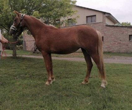 Elad 7 ves welsh pni kanca 