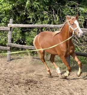 Elad 7 ves welsh pni kanca 