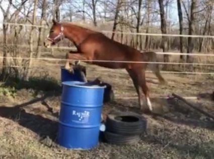 Elad 7 ves welsh pni kanca 