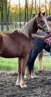 Elad 7 ves welsh pni kanca 