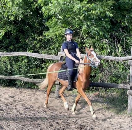 Elad 7 ves welsh pni kanca 