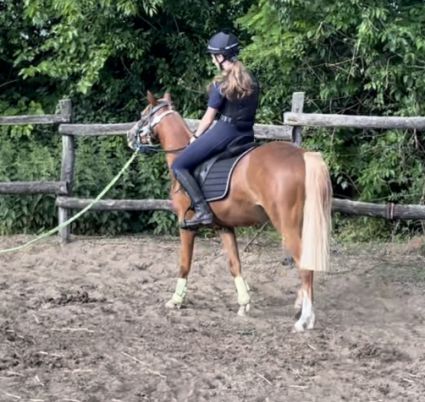 Elad 7 ves welsh pni kanca 