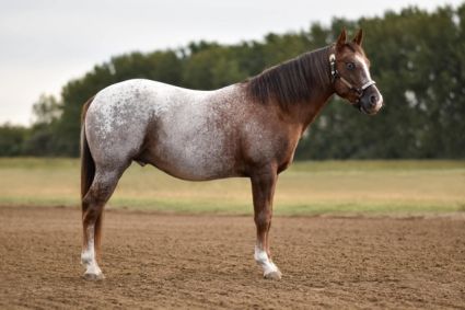 Elad� 9 �ves appaloosa m�n 