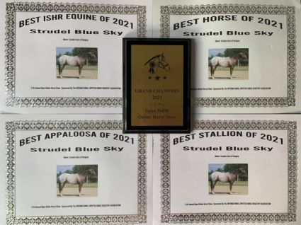 Elad� 9 �ves appaloosa m�n 