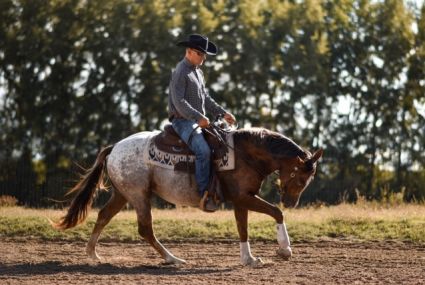 Elad� 9 �ves appaloosa m�n 