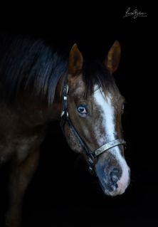 Elad� 9 �ves appaloosa m�n 