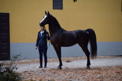 Elad� 6 �ves arab m�n 