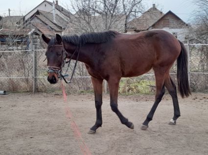 Elad� 6 �ves angol teliv�r m�n 