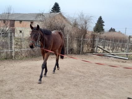 Elad� 6 �ves angol teliv�r m�n 