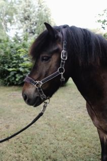 Elad� 11 �ves izlandi l� her�lt 
