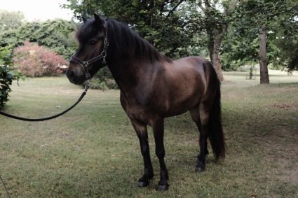 Elad� 11 �ves izlandi l� her�lt 