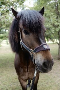 Elad� 11 �ves izlandi l� her�lt 