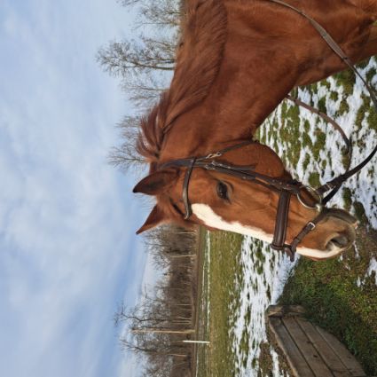 Elad� 11 �ves angol teliv�r kanca 