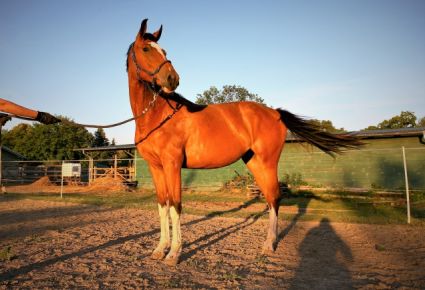 Elad 5 ves magyar sportl kanca 