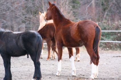 Elad 5 ves magyar sportl kanca 