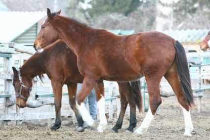 Elad 5 ves magyar sportl kanca 