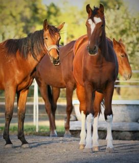 Elad 5 ves magyar sportl kanca 