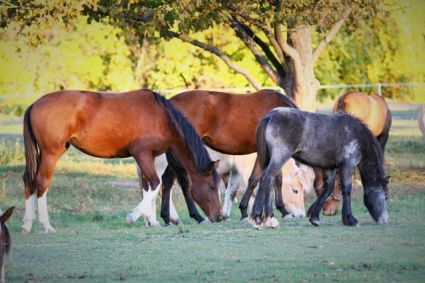 Elad 5 ves magyar sportl kanca 