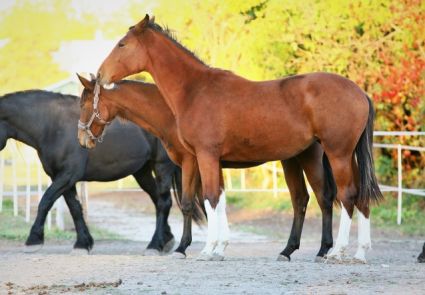 Elad 5 ves magyar sportl kanca 