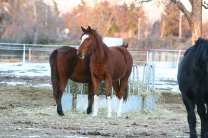 Elad 5 ves magyar sportl kanca 
