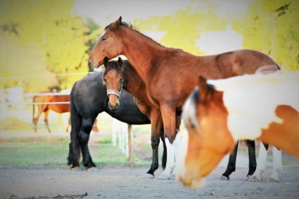 Elad 5 ves magyar sportl kanca 