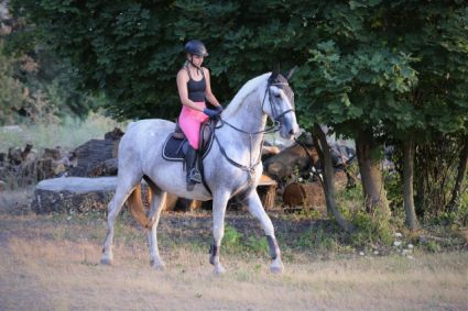 Elad� 16 �ves gelderlandi kanca 