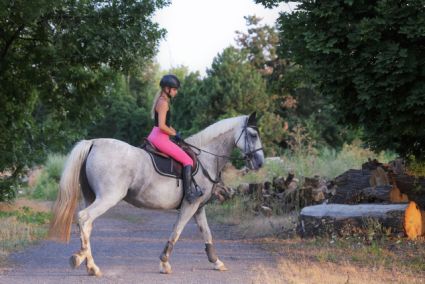 Elad� 16 �ves gelderlandi kanca 