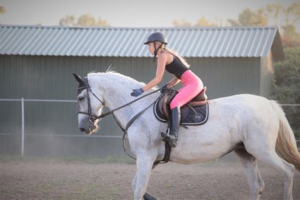 Elad� 16 �ves gelderlandi kanca 