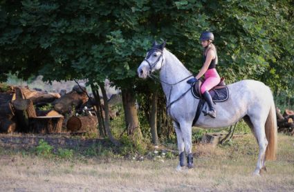 Elad� 16 �ves gelderlandi kanca 