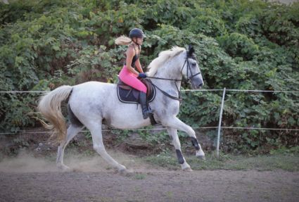 Elad� 16 �ves gelderlandi kanca 