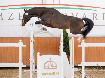 8 �ves holsteini m�n 