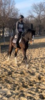 8 �ves holsteini m�n 