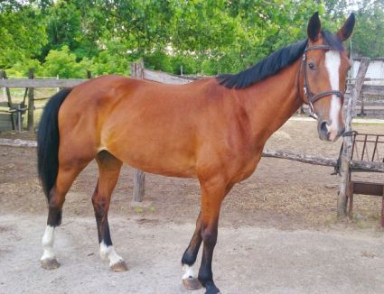 Elad� 21 �ves holland sportl�/KWPN kanca 