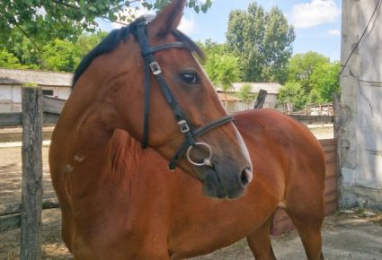 Elad� 21 �ves holland sportl�/KWPN kanca 