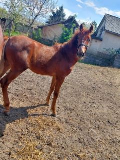 Elad� 5 �ves magyar sportl� m�n 
