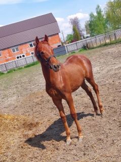 Elad� 5 �ves magyar sportl� m�n 