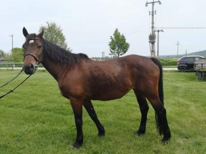 Elad� 22 �ves magyar f�lv�r kanca 