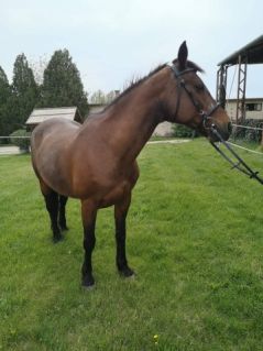 Elad� 22 �ves magyar f�lv�r kanca 