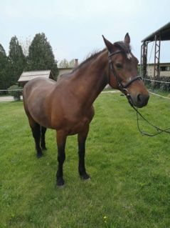 Elad� 22 �ves magyar f�lv�r kanca 