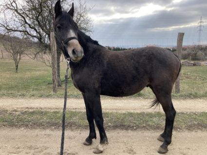 Elad 4 ves shagya arab mn 