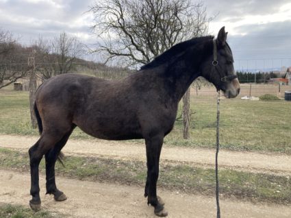 Elad 4 ves shagya arab mn 