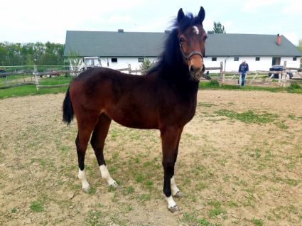 Elad� 4 �ves magyar f�lv�r kanca 