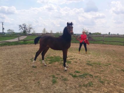 Elad� 4 �ves magyar f�lv�r kanca 